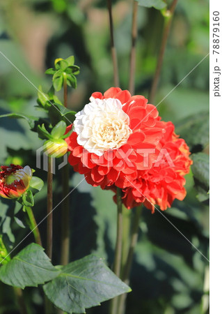 紅白のかわいいダリア 紅白のかわいいダリア 78879160