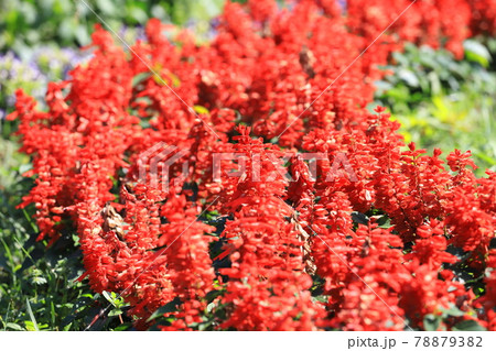真っ赤なサルビアの花 78879382