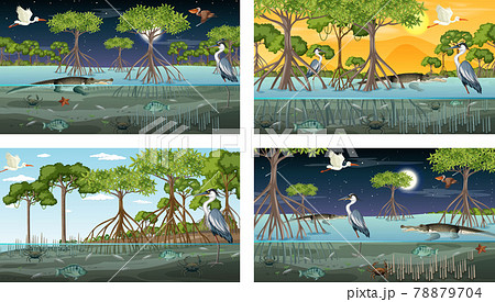Different mangrove forest landscape scenes with animals and plants 78879704