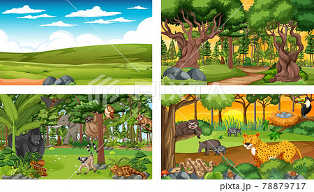 Different nature scenes of forest and rainforest with wild animals 78879717