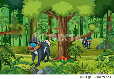 Tropical rainforest scene with mandrill family 78879723