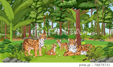 Tiger Family in the forest scene with many trees 78879731
