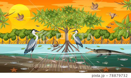 Mangrove forest landscape scene at sunset time with many different animals 78879732