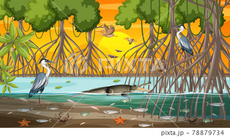 Mangrove forest landscape scene at sunset time with many different animals Mangrove forest landscape scene at sunset time with many different animals 78879734