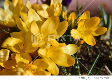 満開のクロッカスの花(黄色) 満開のクロッカスの花(黄色) 78879796