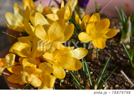 満開のクロッカスの花（黄色） 78879798