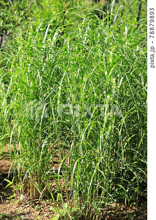 鷹の羽薄(タカノハススキ) 鷹の羽薄(タカノハススキ) 78879893