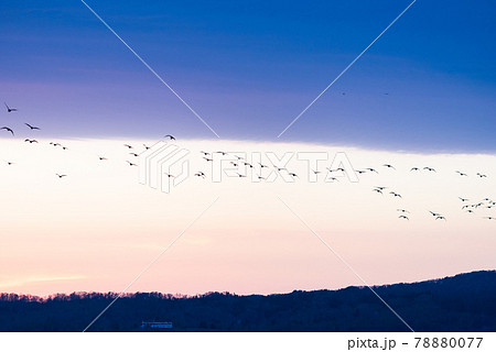 宮島沼の夕暮れに舞うマガンの群れ 宮島沼の夕暮れに舞うマガンの群れ 78880077