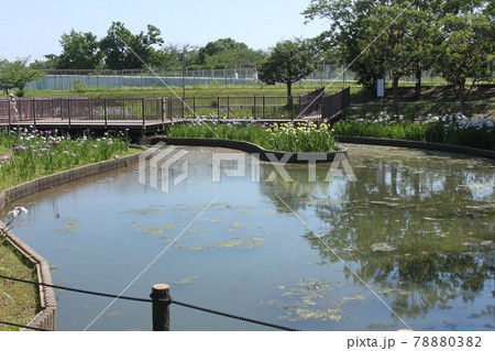 新緑の堺市白鷺公園 新緑の堺市白鷺公園 78880382