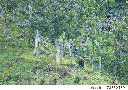知床の森を歩くヒグマ(北海道) 知床の森を歩くヒグマ(北海道) 78880520