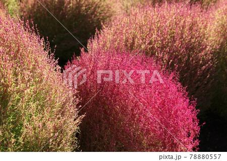 赤くて丸い 78880557