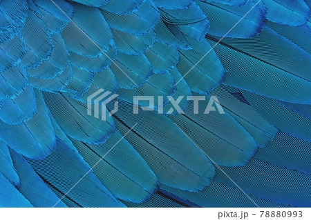 Close-up Colorful blue feather pattern, luxury pattern Close-up Colorful blue feather pattern, luxury pattern 78880993