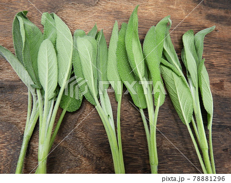 ハーブ　セージ 78881296