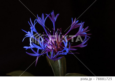 Centaurea montana flower on black background Centaurea montana flower on black background 78881725