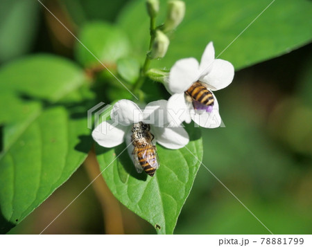 Honey Bee seeking nectar on white Chinese violet or coromandel or creeping foxglove ( Asystasia gangetica ) blossom in field with natural green background, White pollen dust on the insect's head 78881799