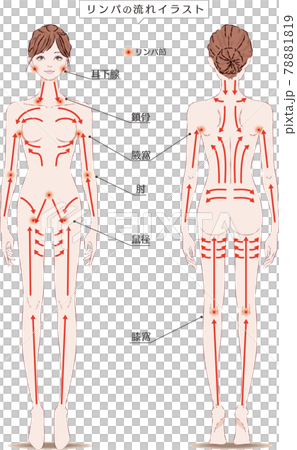 リンパマッサージの方向OL 78881819