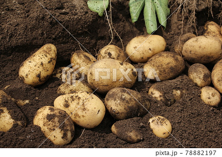 ジャガイモの収穫（メークイン） 78882197