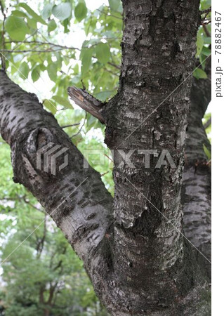 ソメイヨシノ 78882467