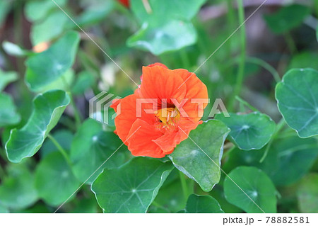 オレンジ色の金蓮花（キンレンカ） 78882581