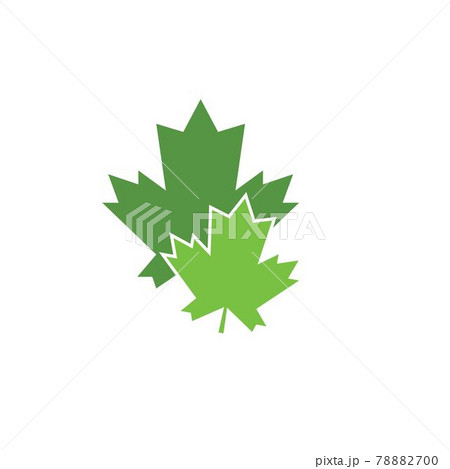 maple leave vector illustration maple leave vector illustration 78882700