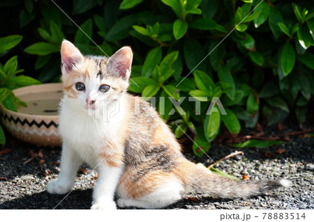 生垣で暮らす可愛い三毛猫の野良猫子猫 78883514