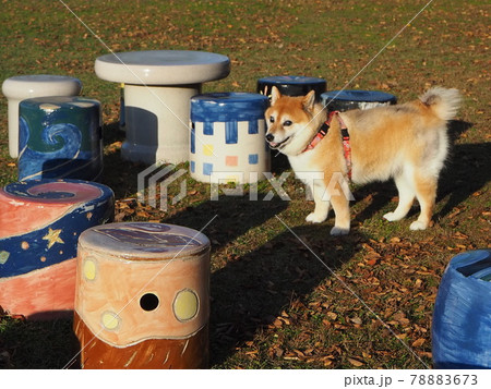 滋賀県立陶芸の森に来た柴犬 滋賀県立陶芸の森に来た柴犬 78883673