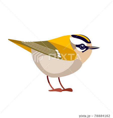 Firecrest or goldcrest is a very small passerine bird in the kinglet family. Tiny smallest Bird Cartoon flat vector illustration isolated on white background 78884162
