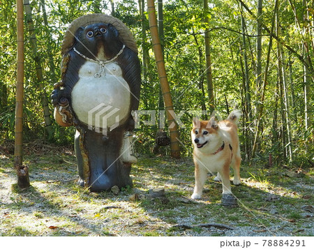 滋賀県立陶芸の森のたぬきの置物と柴犬 滋賀県立陶芸の森のたぬきの置物と柴犬 78884291