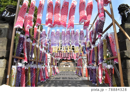 鯉のぼり、白山神社、東京大田区 78884328