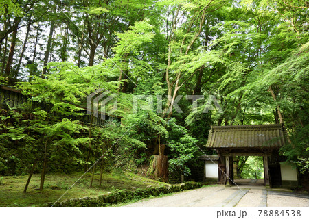 香嵐渓青もみじ 78884538