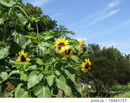 夏の花といえば黄色いヒマワリの写真素材