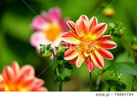 埼玉県幸手市　県営権現堂公園のピオニー咲きダリア 78884784