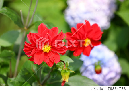 埼玉県幸手市 県営権現堂公園のピオニー咲きダリアとあじさい 埼玉県幸手市 県営権現堂公園のピオニー咲きダリアとあじさい 78884788