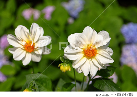 埼玉県幸手市 県営権現堂公園のピオニー咲きダリアとあじさいの写真素材 7847