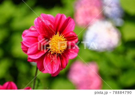 埼玉県幸手市 県営権現堂公園のピオニー咲きダリアとあじさい 埼玉県幸手市 県営権現堂公園のピオニー咲きダリアとあじさい 78884790