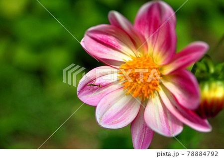 埼玉県幸手市 県営権現堂公園のピオニー咲きダリア 埼玉県幸手市 県営権現堂公園のピオニー咲きダリア 78884792