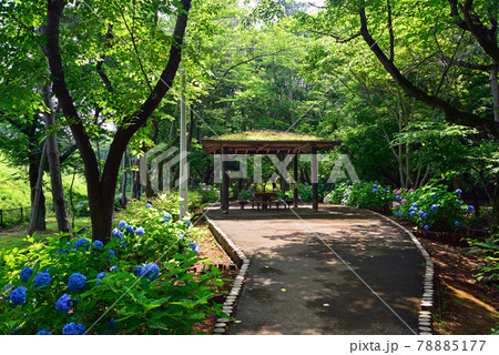 アジサイ咲く、千葉県鎌ケ谷市、貝柄山公園 78885177