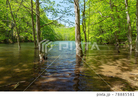 【青森県十和田市-長沼】新緑の長沼-蔦の沼巡りの小径 【青森県十和田市-長沼】新緑の長沼-蔦の沼巡りの小径 78885581