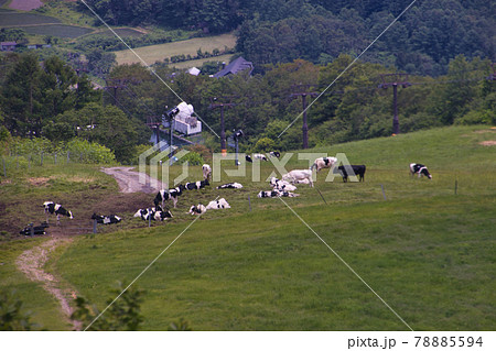 八方ゴンドラリフトアダムから見るリーゼンコースに放牧されている牛達 長野県白馬村の写真素材