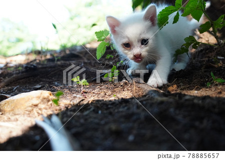 竹藪で家族と暮らす野良猫の仔猫 竹藪で家族と暮らす野良猫の仔猫 78885657