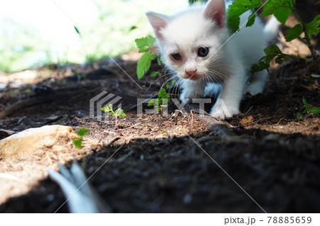 竹藪で家族と暮らす野良猫の仔猫 竹藪で家族と暮らす野良猫の仔猫 78885659