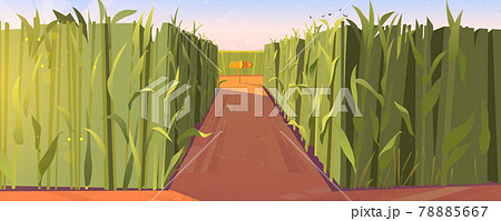 Cornfield day landscape with road pointers 78885667