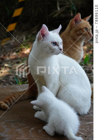 初めての子育て若い親猫が子育てに奮闘中 78886110