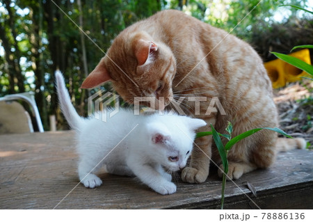 初めての子育て若い親猫が子育てに奮闘中 初めての子育て若い親猫が子育てに奮闘中 78886136