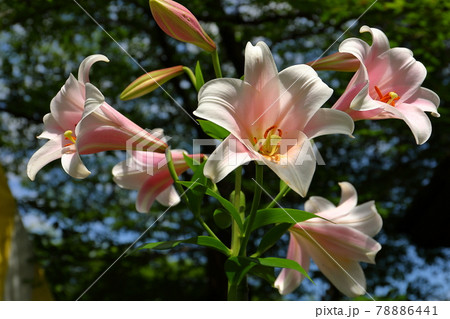 埼玉県幸手市 県営権現堂公園の紫陽花群生の中に咲くユリ 埼玉県幸手市 県営権現堂公園の紫陽花群生の中に咲くユリ 78886441