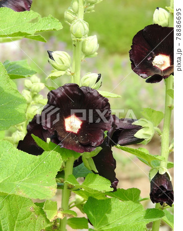 ブラックマロウ(タチアオイの黒紫花品種) ブラックマロウ(タチアオイの黒紫花品種) 78886695