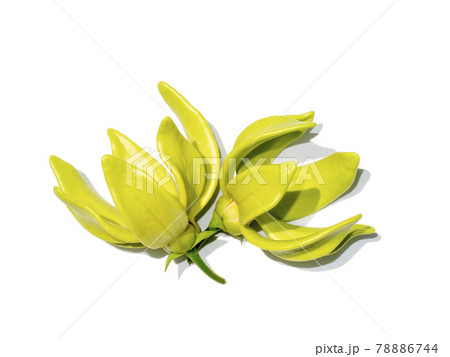 Close up fragrant flowers of climbing ylang-ylang on white background Close up fragrant flowers of climbing ylang-ylang on white background 78886744