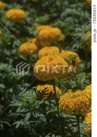 Close up American marigold, Aztec marigold, Big marigold flower in garden Close up American marigold, Aztec marigold, Big marigold flower in garden 78886814