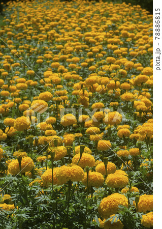 American marigold, Aztec marigold, Big marigold flower in garden American marigold, Aztec marigold, Big marigold flower in garden 78886815