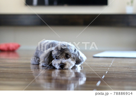 床に寝そべるトイプードル 床に寝そべるトイプードル 78886914